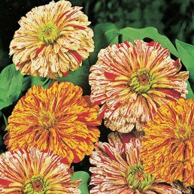 ZINNIA A FIORE DI DAHLIA STRIATO IN SCELTO MISCUGLIO DI COLORI