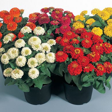 ZINNIA ELEGANS -ZINNITA MIX-