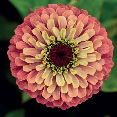 ZINNIA "Queen Red Lime"  