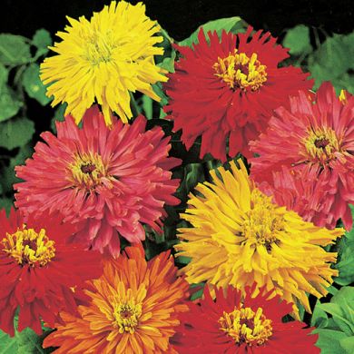 ZINNIA A FIORE DI CRISANTEMO IN SCELTO MISCUGLIO DI COLORI