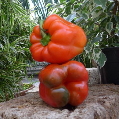 PEPERONE QUADRATO D'ASTI ROSSO