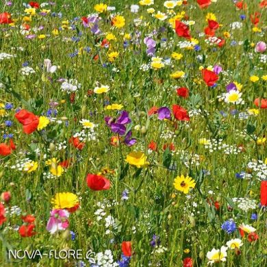 FLOWER MEADOW MIX - FIESTA -