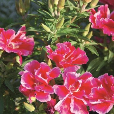 CLARKIA (GODETIA) MIX