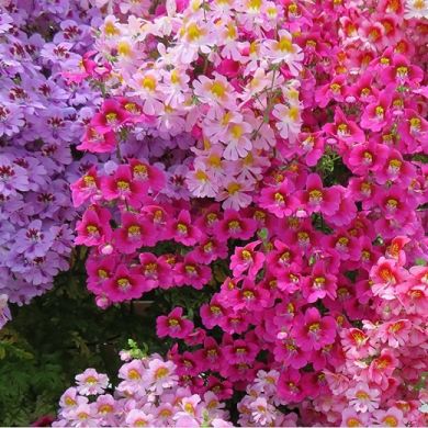 fiori simili alle orchidee di colore rosa chiaro, fucsia e viola su sfondo verde