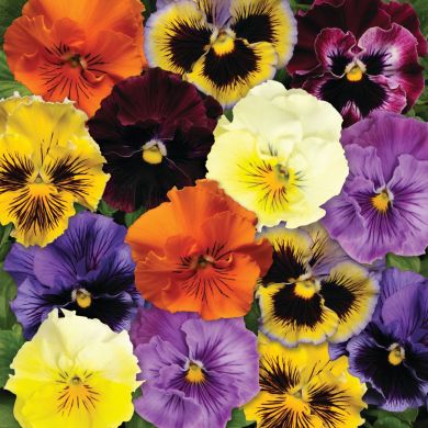 VIOLA VIOLETTE INGEGNOLI