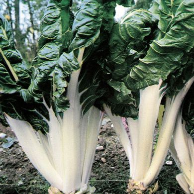 SWISS CHARD - VERDE A COSTA ARGENTATA - tape seeds