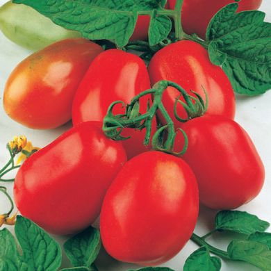 TOMATO - UC105J - 