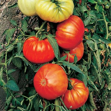 TOMATO HY F1 - BEEFSTEAK - (Beefmaster)