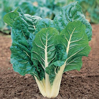 SWISS CHARD -CANDIDA-