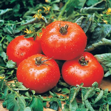 POMODORO -ACE 55 VF- - Ingegnoli
