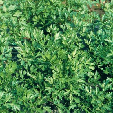 PARSLEY  -COMUNE -  tape seeds