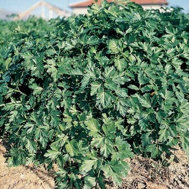 PARSLEY GIGANTE D'ITALIA -PILLS MULTISEM (more seeds in one pill)