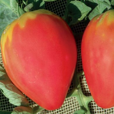 TOMATO - CUOR DI BUE - 