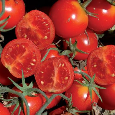 TOMATO  HYBRID F1  -PALLINI-