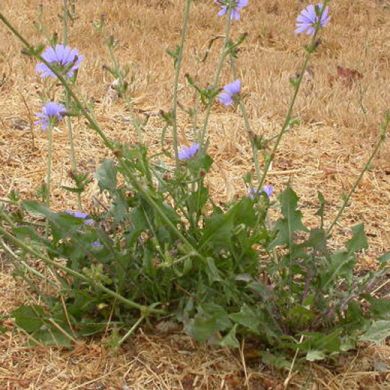 CICORIA SELVATICA (Cichorium intybus)