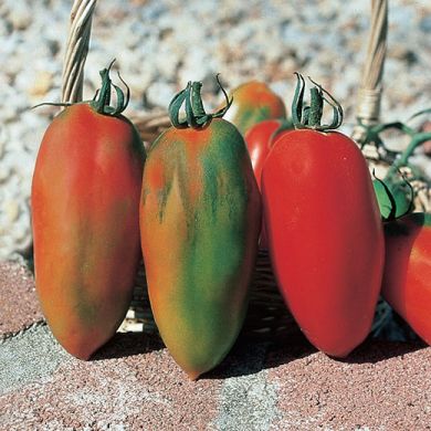 TOMATO HYBRID F1 - SUPER SARNO -