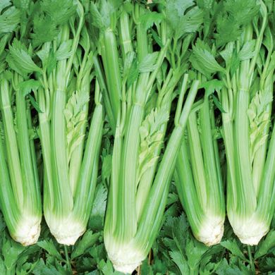 CELERY - PLEIN BLANC PASCAL -