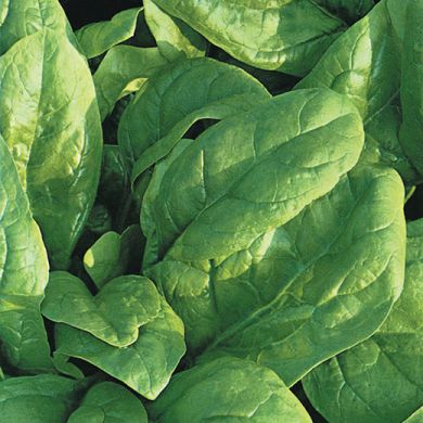 SPINACH HYBRID F1 - SYMPHONIE