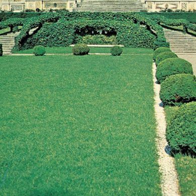 POA PRATENSIS EVORA- (Varietà extrafini)