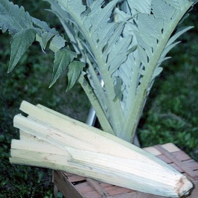 CARDOON BIANCO AVORIO