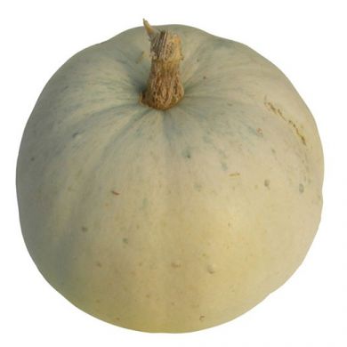 PUMPKIN   -LUMINA PVP - Original USA seeds