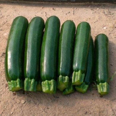 ZUCCHINO HYBRID F1 -ADRIANA-