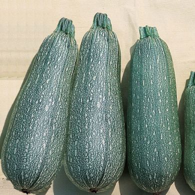 ZUCCHINO HYBRID F1 - GREYZINI -