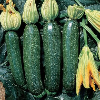 ZUCCHINO HYBRID F1 -AMBASSADOR-