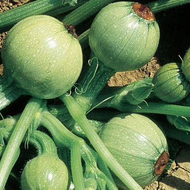 ZUCCHINO -TONDO CHIARO DI NIZZA-