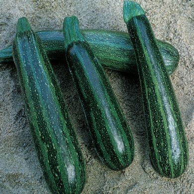 ZUCCHINO -STRIATO PUGLIESE-