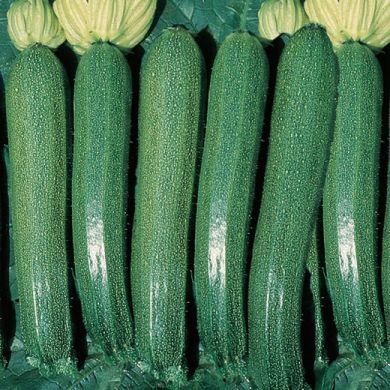 ZUCCHINO HYBRID F1 -DIAMANT-