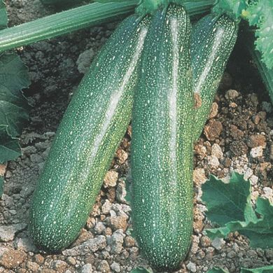 ZUCCHINO HYBRID F1 - SOFIA -