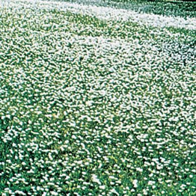 TRIFOGLIO  NANISSIMO  PER  TAPPETO  VERDE A  FIORELLINI  BIANCHI (Trifolium repens)