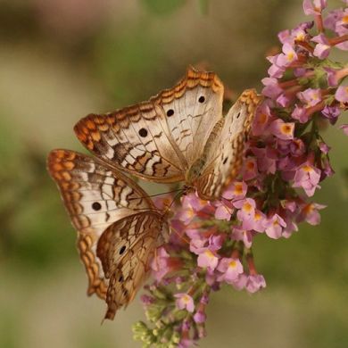 MISCUGLIO DI FIORI PER FARFALLE