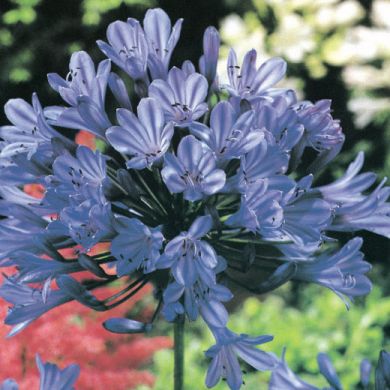 AGAPANTHUS UMBELLATUS - COERULEUS