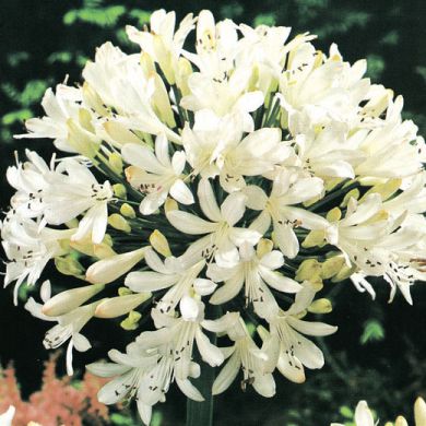 AGAPANTHUS UMBELLATUS - ALBUS 