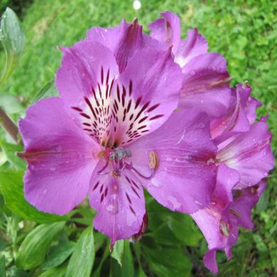 ALSTROEMERIA -LUCAS-