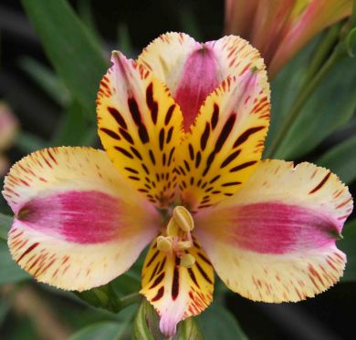 ALSTROEMERIA -MARGUERITE-