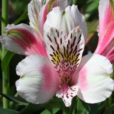 ALSTROEMERIA -WILLIAM-