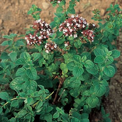 ORIGANO GRECO A FIORE BIANCO- DISCHETTI MULTISEM  Ø cm 10