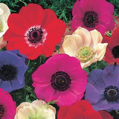 OFFERTA SPECIALE - ANEMONI  DI CAEN A FIORI SEMPLICI IN MISCUGLIO