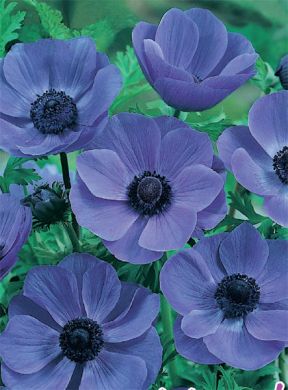 ANEMONE A FIORE SEMPLICE - MR FOKKER - fiori semplici blu