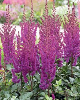 ASTILBE - PURPLE RAIN-