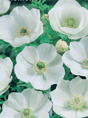 ANEMONE A FIORE SEMPLICE - THE BRIDE - fiori semplici bianchi