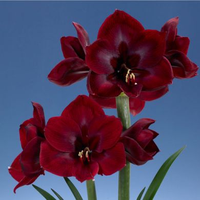 AMARILLIDE A FIORE SEMPLICE - GRAND DIVA-