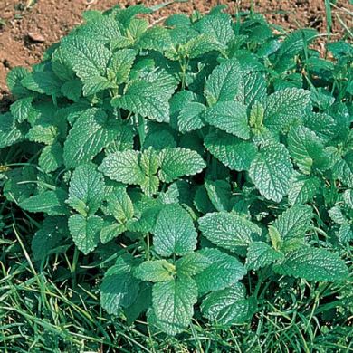 LEMON BALM (Melissa officinalis)