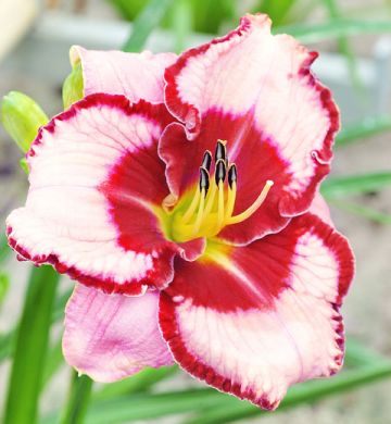 HEMEROCALLIS (Emerocallidi)- LIES AND LIPSTICK-