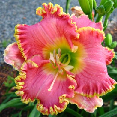 HEMEROCALLIS (Emerocallidi)- DIVA'S CHOICE- 