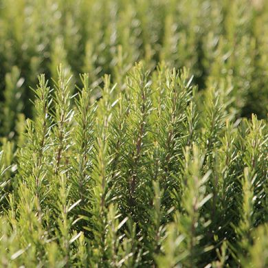 ROSEMARY (Rosmarinus officinalis)