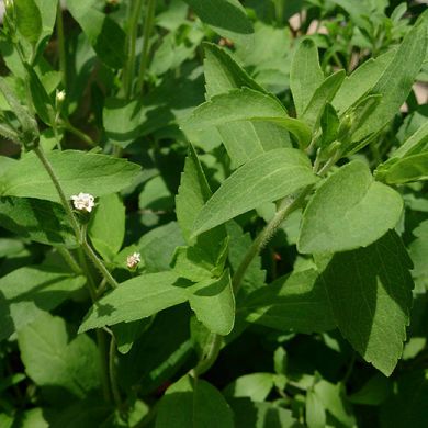 STEVIA  REBAUDIANA 